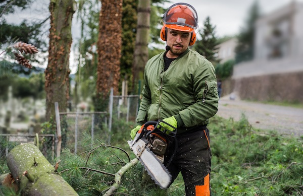 tree removal {location}